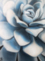 Succulent Series #6