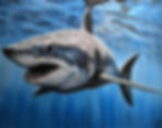 Mako Momentum