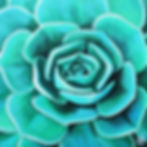 Succulent Series #11