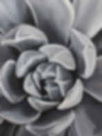 Succulent Series #12