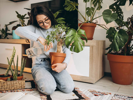 5 plantas resistentes e ideales para el interior