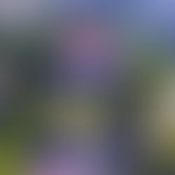 Museu Nacional , o fogo do descaso