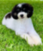 Mini Poodle_IMG_3834