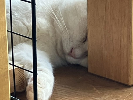 つっぱり棒ですか…?