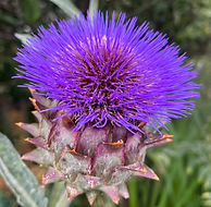 beautiful flower