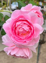 beautiful flower