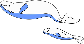 belugas.png