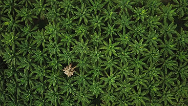 Le constat glissant de l'huile de palme