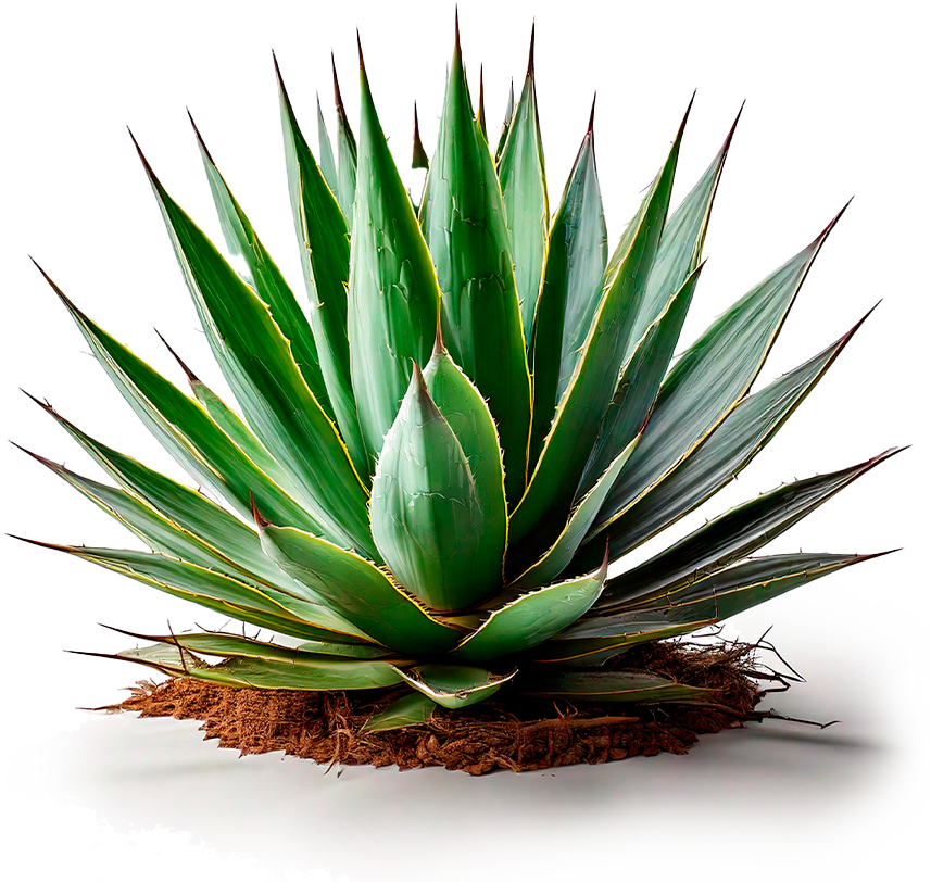 agave