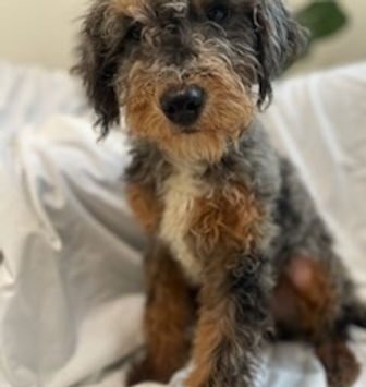 Image of the puppy.