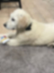 Image of the puppy.