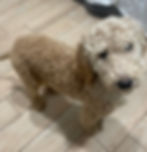 Image of the puppy.
