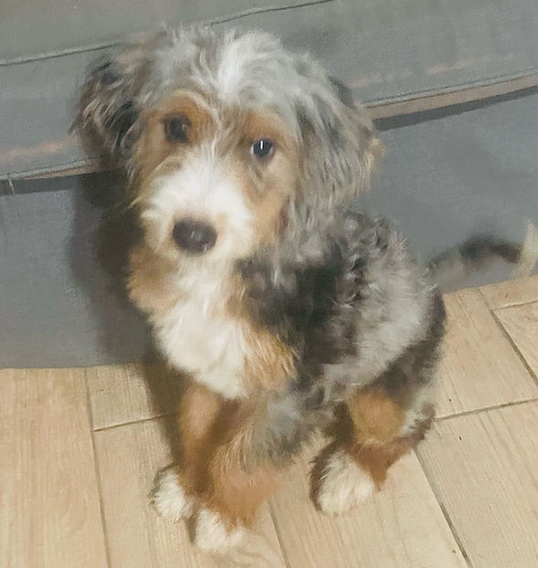 Image of the puppy.