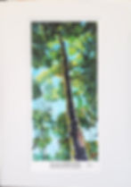 Thumbnail: Celtic Tree Series Prints
