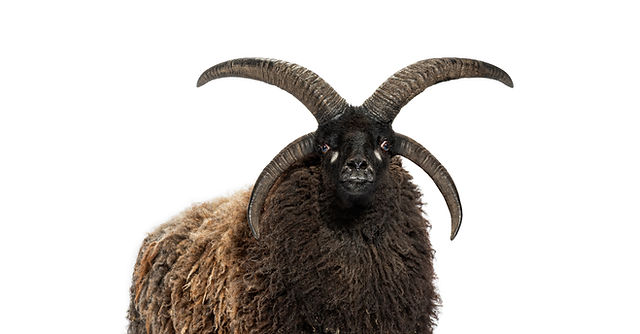 【特注品】wagnus Aqualice Sheep black coat Early Summer Sale | wagnus