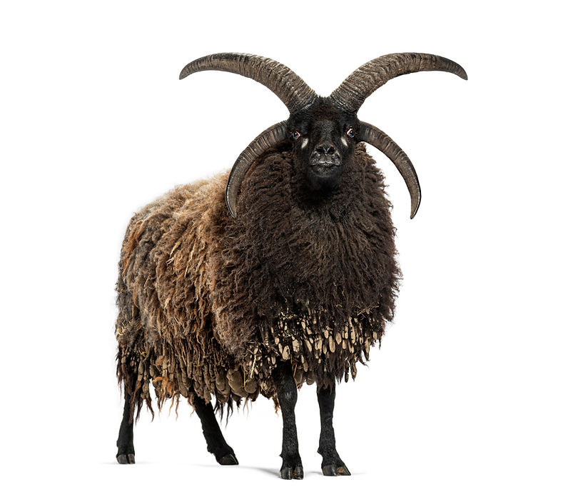 Full body shot of a jacob sheep with its distinctive four horns, standing against a white