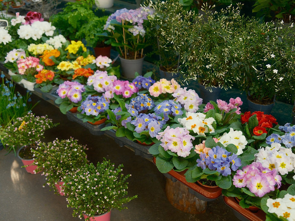 Garden center benches filled with colorful spring primroses