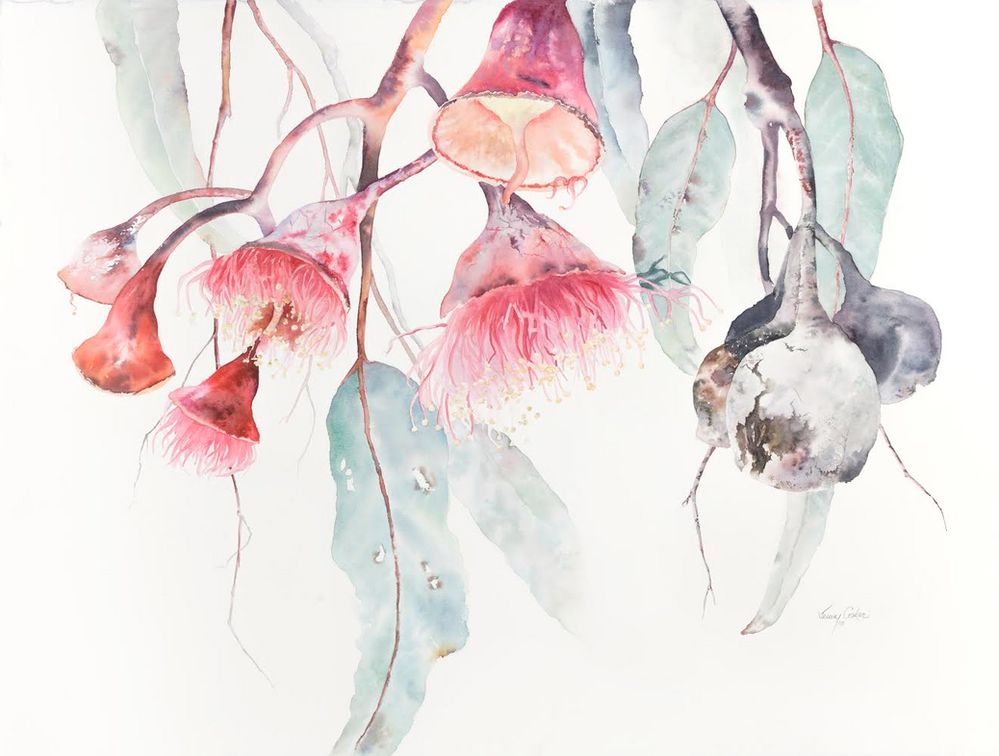 How a NZ Botanical Artist Fell in Love with Australian Flora