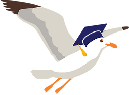 seagull_edited.png