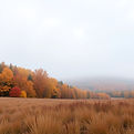 natural looking colors in fall field.jpg
