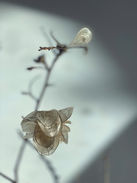 LUNARIA 9.jpg
