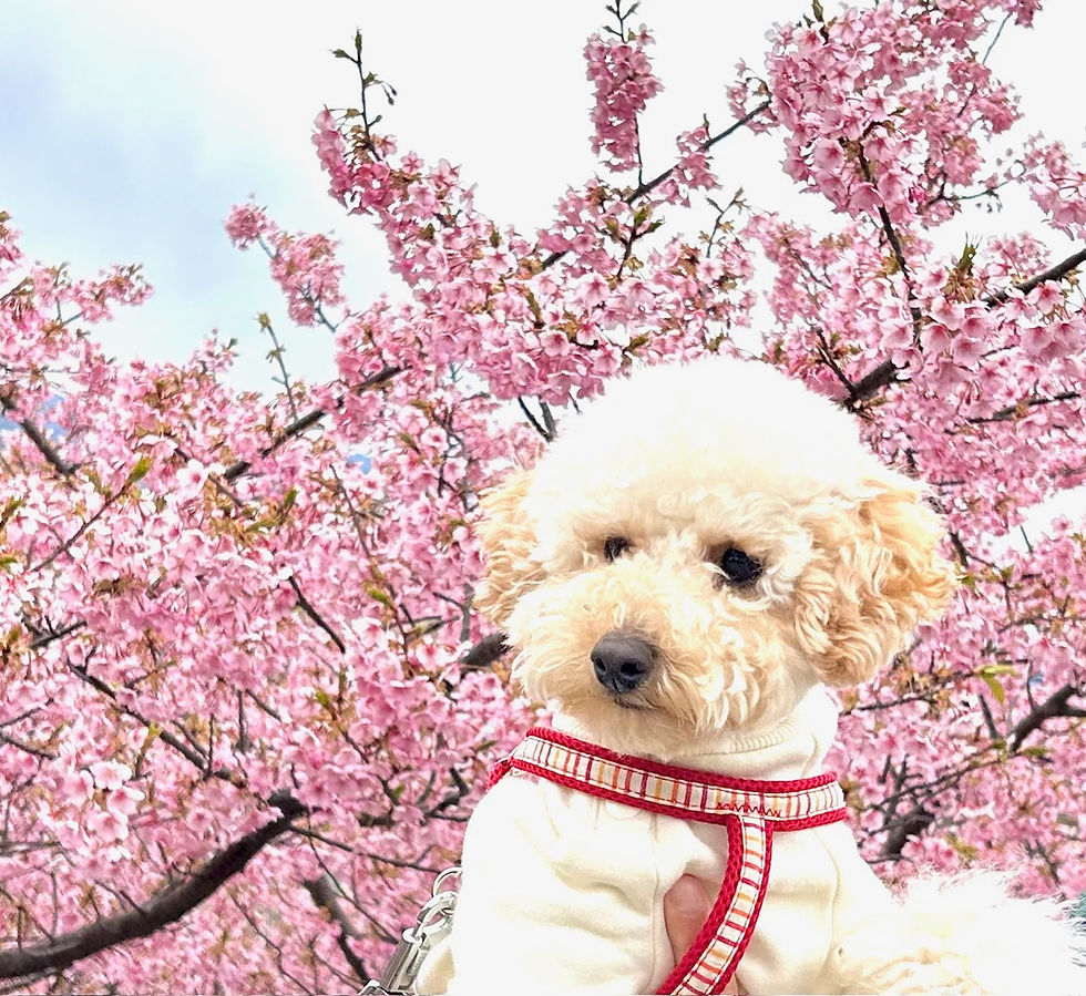 ＮＯ１０５６　　発達障害★学習障害★不登校の皆様保護者様へ無料体験学習　！好評受付中！