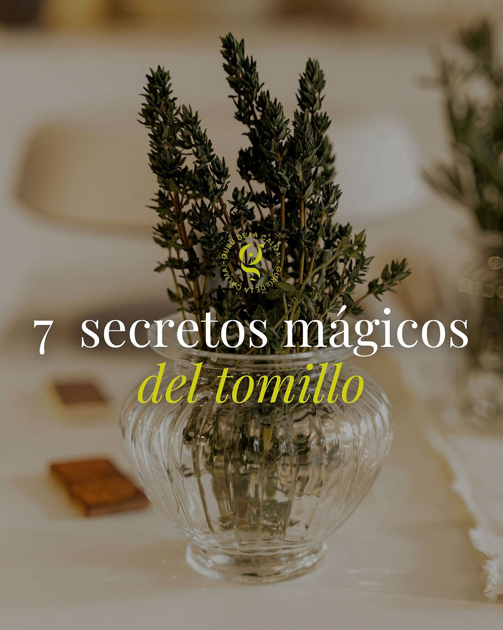 7 secretos mágicos del tomillo, conoce aquí sus propiedades esotéricas y energéticas