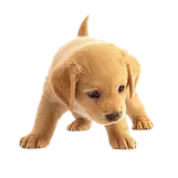 golden-retriever-puppy-lying-down-cute-young-dog-pet-animal_11722808.webp