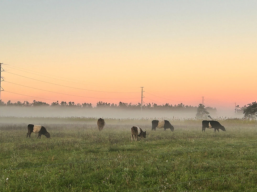 Fog_3