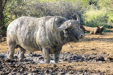 Buffalo Bull in Madikwe