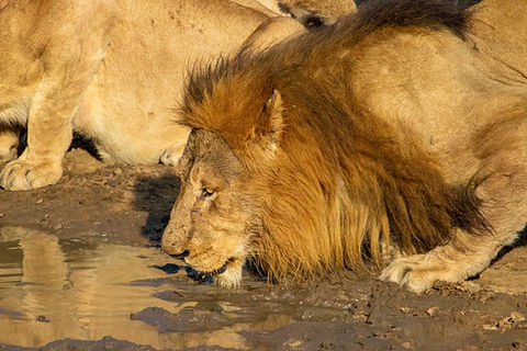 a male lion drinking at a waterhole