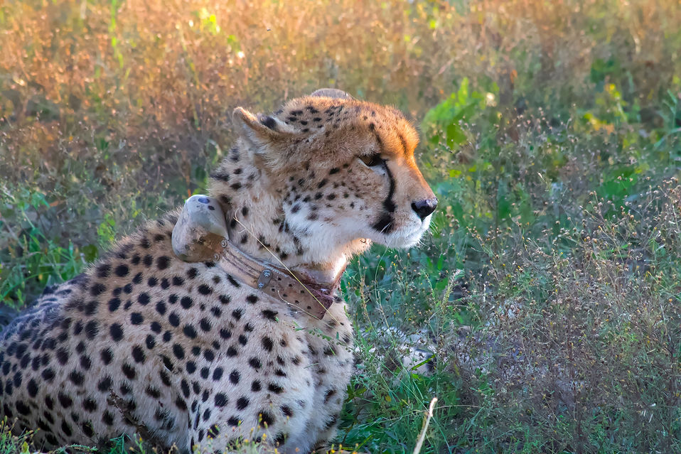 A collard cheetah 