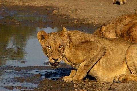 A lioness drinking