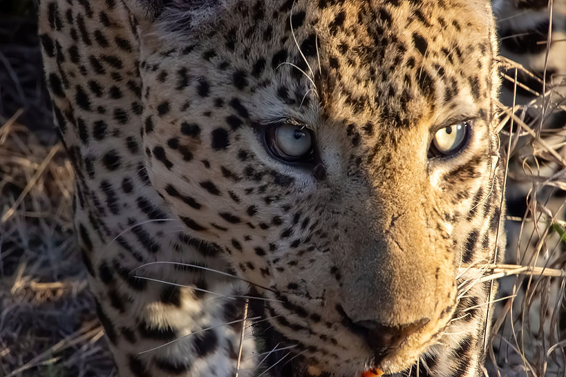 A Leopard in the Sabi Sands
