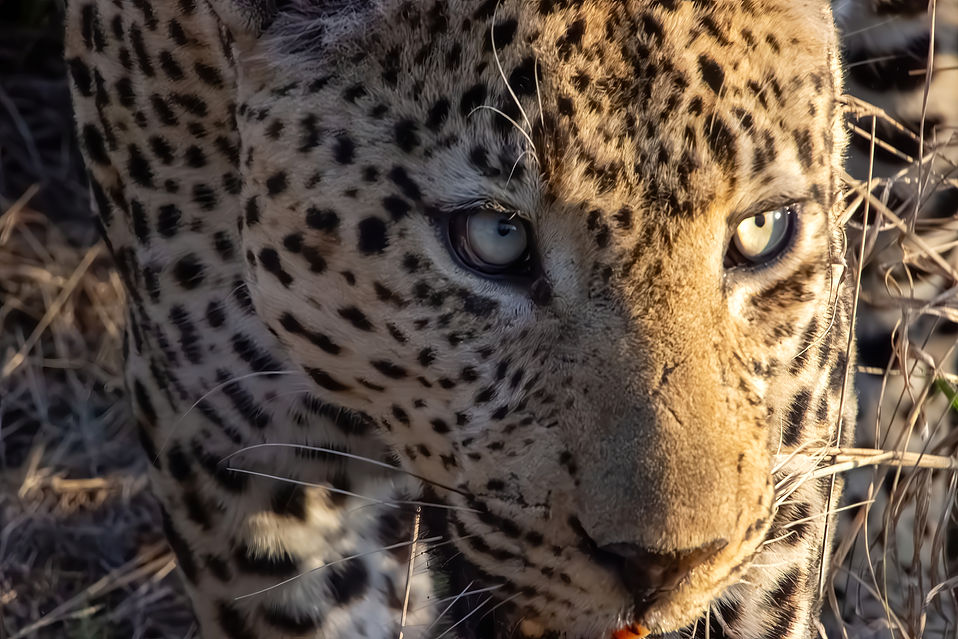 A Leopard in the Sabi Sands