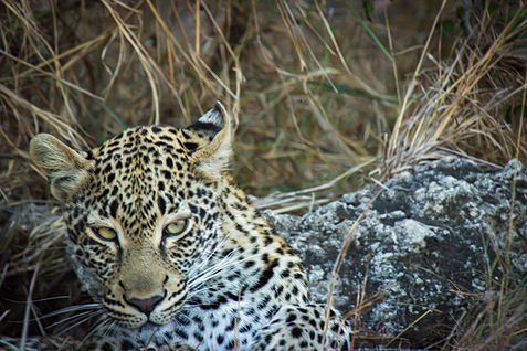a young leopard cub in the timbavati