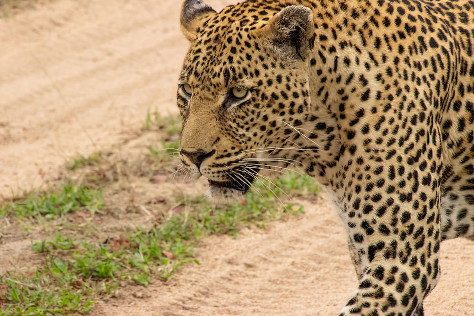 A Leopard in the Sabi Sands