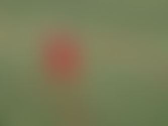 Au coeur des coquelicots