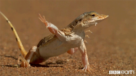 orig.583be50a3b22a_giphy_2.gif