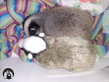 Winona repos peluche.jpg