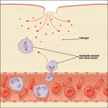 human-immune-system-2.gif