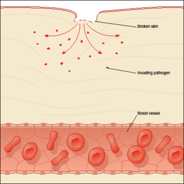 human-immune-system-1.gif