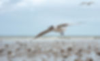 seagulls-fly-above-mud-flats