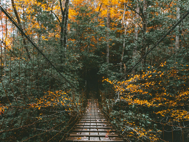 Savage Day Loop - Savage Gulf State Park