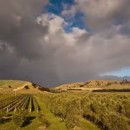 Tonic Bistro, Martinborough