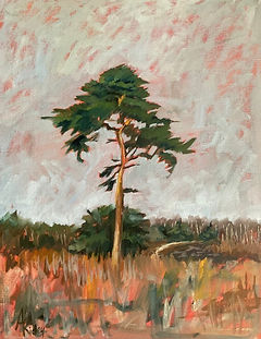Sutton Heath Pine.jpg