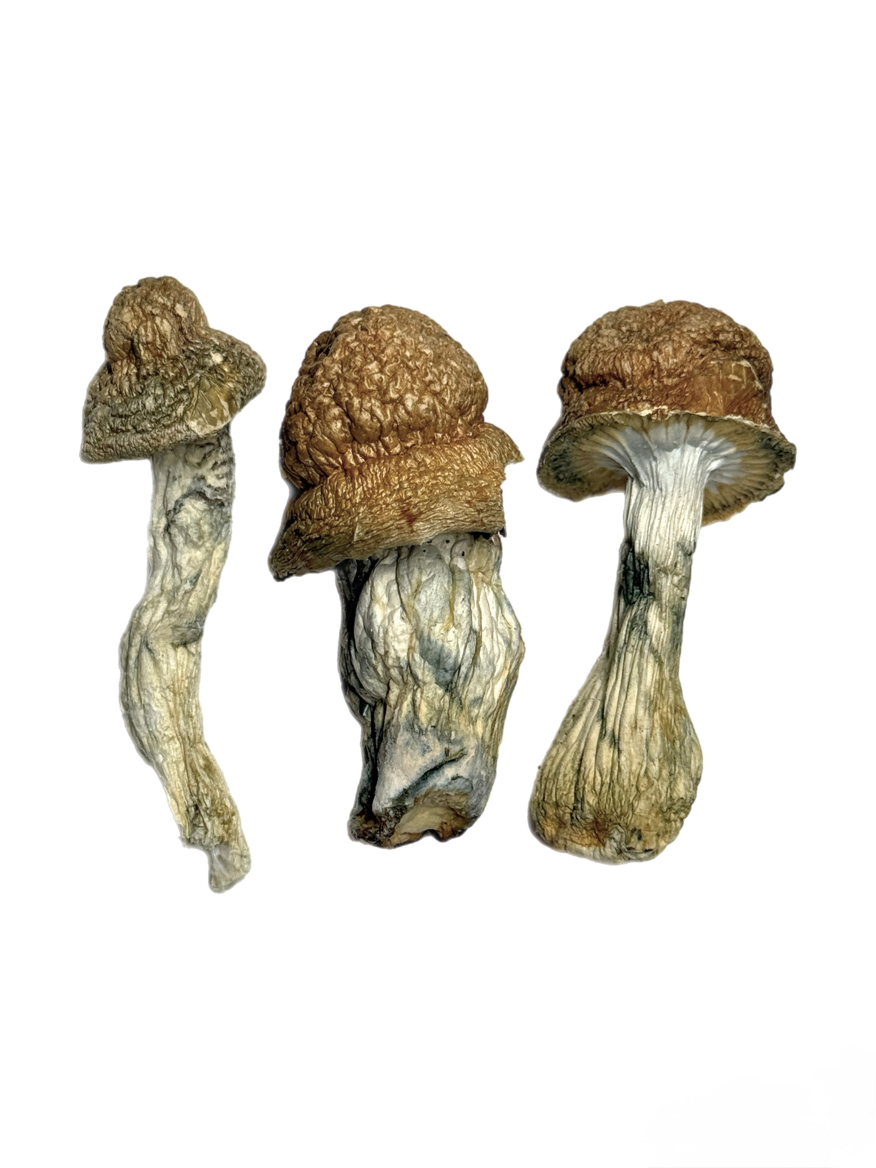 GHOST PENIS ENVY π | Exotic Magic Mushrooms