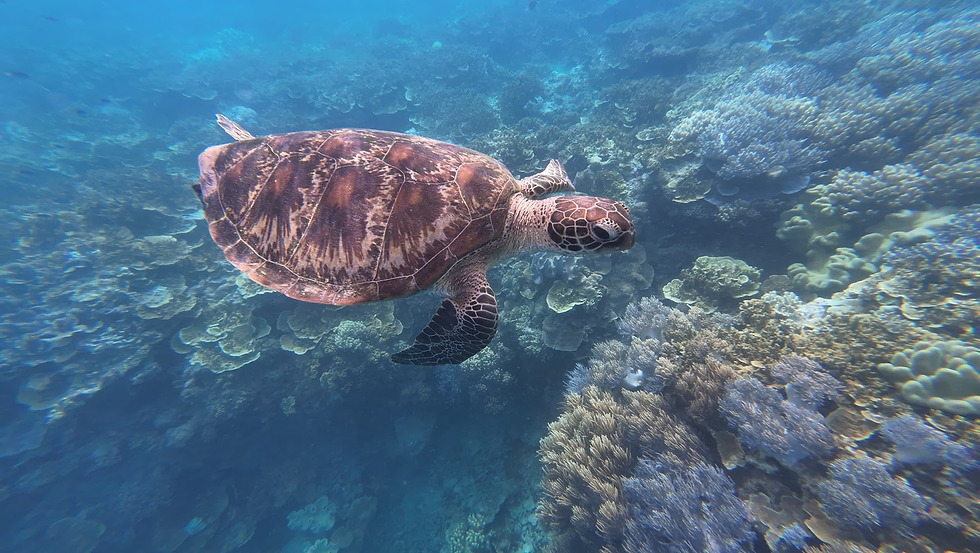A sea turtle swimming in crystal clear blue waters at the Great Barrier Reef off the coast of Australia