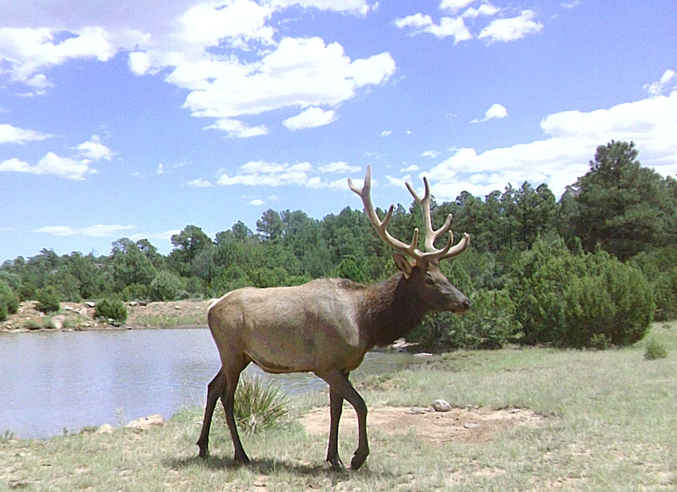 Sabinoso Wilderness hunting land for sale in New Mexico.