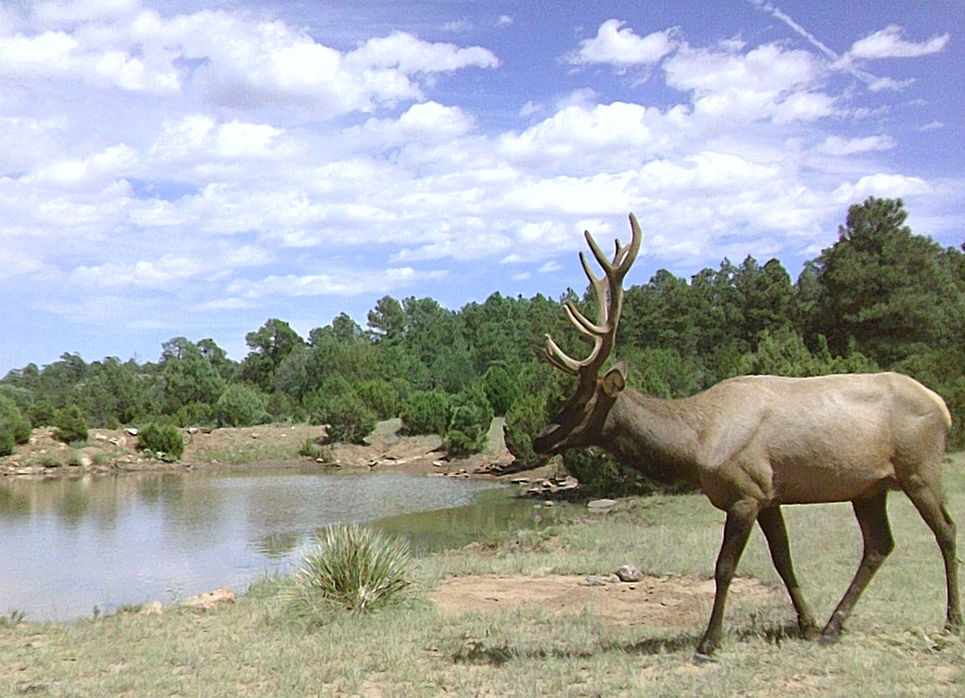 Sabinoso Wilderness hunting land for sale in New Mexico.